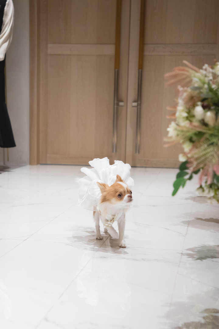 ペットと一緒に挙式?✨